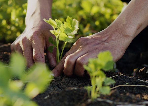 New/Young Farmers | Agricultural Credit Corporation