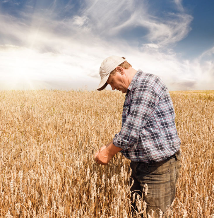 Farmer Wheat Field